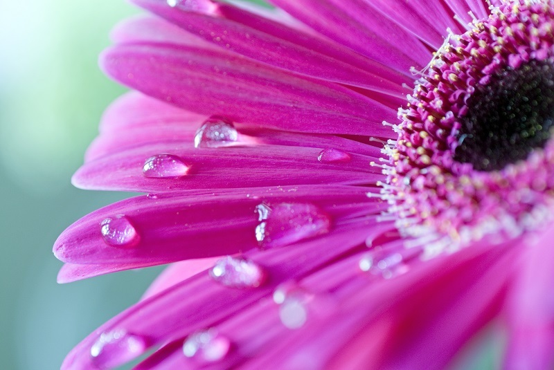 flowers flowers  / True flowers