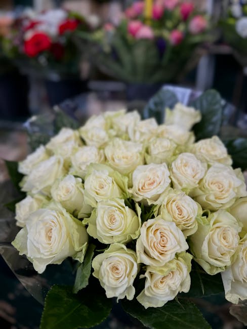 A bouquet of fresh cream-colored roses with tightly layered petals arranged in a rounded shape, supported by dark green leaves. The roses are wrapped in clear cellophane, emphasizing their delicate te