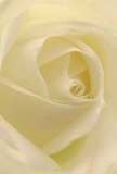 This evocative image guides you into the soft, welcoming embrace of an Isle of Dogs-bred cream rose, as if you are nestled among its layered petals at dawn. Each petal, satin-smooth and inviting, unfurls in gentle spirals, catching the mellow light that bathes local gardens after rainfall, with subtle shadows weaving between ivory folds for dramatic depth. There is an air of peace and reflection here-the kind of tranquility found in quiet corners of Mudchute Park or along leafy backstreets. As a florist serving this close-knit community, I recognise in this rose the purest embodiment of reverence and grace, chosen for moments when words fail but sincerity stays. The petals' almost translucent quality hints at vulnerability yet stand sculpted in perfection, a testament to skilled floral hands and nature's wisdom. The suggestion of a sweet, soothing fragrance fills the senses, making this bloom a fitting tribute for sympathy arrangements or to mark new chapters-a delicate yet powerful symbol cradled within the soul of the Isle of Dogs.